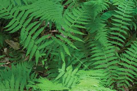 Are you frond of ferns? | Chesapeake Challenge