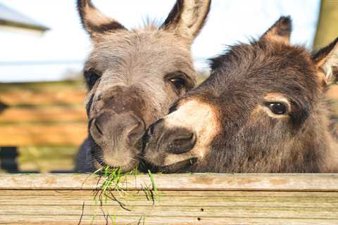 This Is Why You Shouldn’t Feed Cannabis to a Donkey
