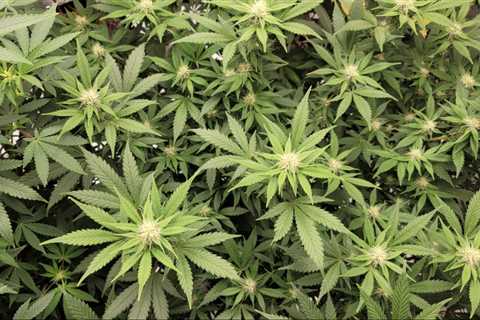 Kentucky House Passes Medical Marijuana Legalization Bill