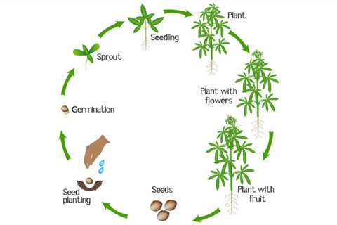 The A-B-C-D of HVAC for Indoor Cannabis Growing Facilities | 2022-03-18