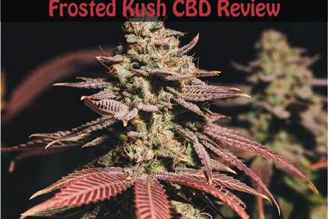Frosted Kush CBD Strain Review | CBDhealinghand.com