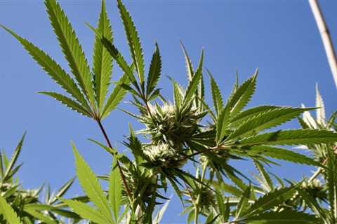 Majority Of Democratic Voters Say Marijuana Legalization Should Be A Priority For Democratic..