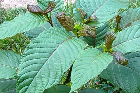 Federal Agency Explores Benefits Of The ‘Controversial Tree’ Kratom