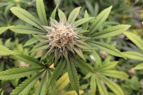 Delaware Lawmakers Approve Marijuana Legalization Bill In Committee Again Following Procedural..