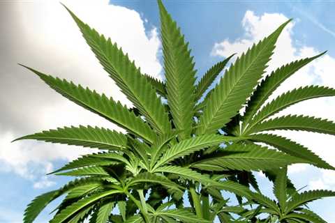 Nebraska Medical Marijuana Activists File Lawsuit Over Ballot Rules