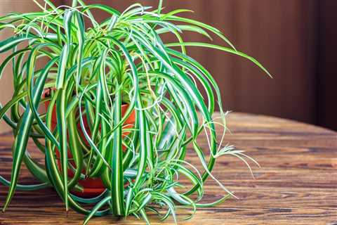 6 House Plants That Will Help You Breathe Better — Best Life