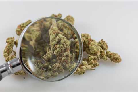 Top Federal Drug Agency Wants To Know Which Companies Can Analyze Marijuana, Including Dispensary..