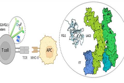 Researchers Determine First Crystal Structure Of LAG3 Protein; Findings Could Yield Better Cancer..