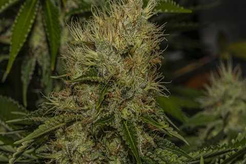 What does sour diesel help with?