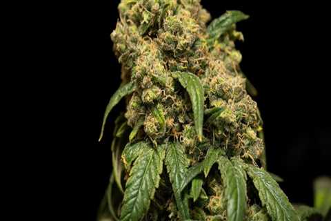 Does sour diesel give body high?