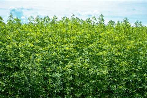 Is hemp really better for the environment?