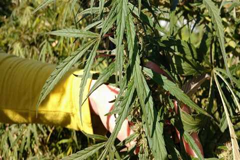 Why are we not growing hemp?