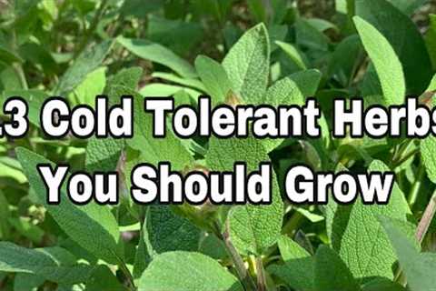 13 Cold Tolerant  Herbs You Should  Grow