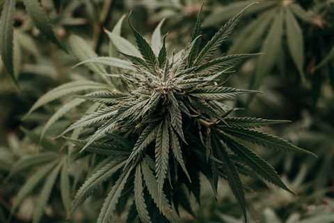 Taliban Bans Weed Cultivation | High Times