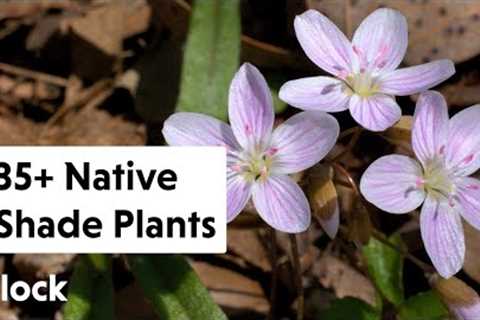 35+ NATIVE SHADE PLANTS for the Garden — Ep. 159