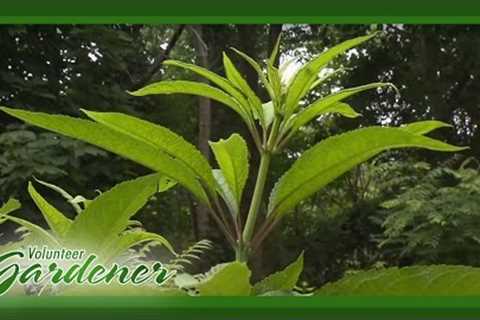 Medicinal Herbs: Lisa''s Greenhouse & Gardens | Volunteer Gardener