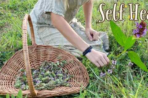 All about Self Heal | A wild medicinal plant everyone should know!