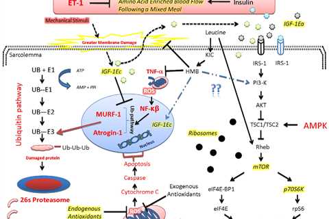 The Role of Plant-Based Diets in Preventing Sarcopenia