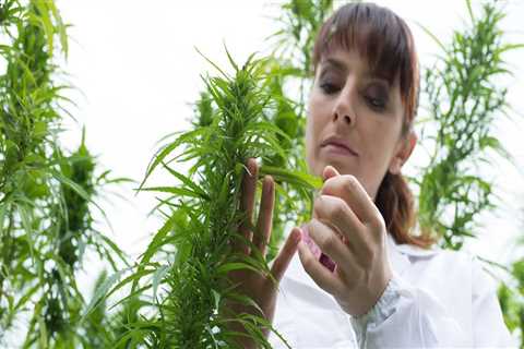 How Much Can You Make From Hemp Farming?