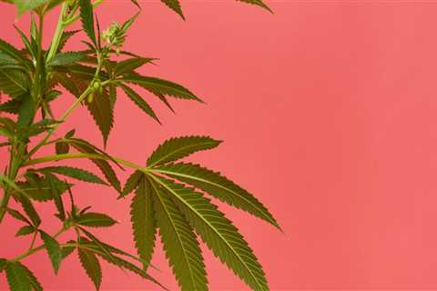 What is Hemp Leaf and Is it a Drug?