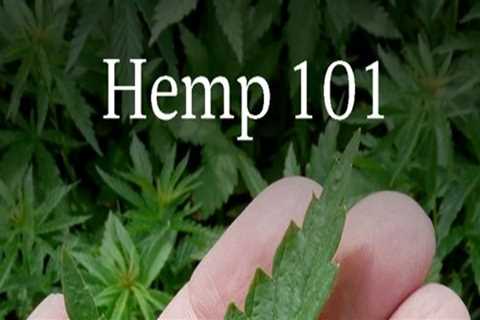 What is Hemp and What Category Does it Belong To?