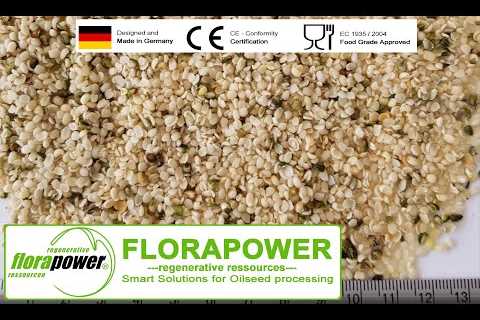 Hemp seed pressing – oil extraction of peeled hemp seeds with automatic screw press by Florapower