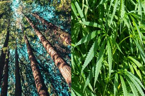 The Benefits of Hemp Compared to Trees