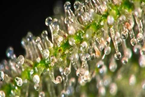 What States is HHC Legal In?