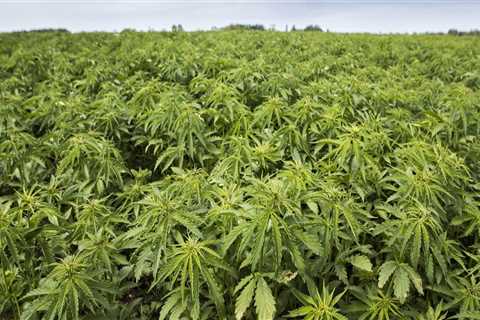 Industrial Hemp: A Comprehensive Guide to the Legal Status of the Plant