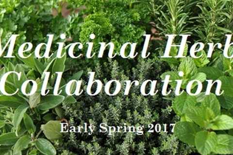 👍 Medicinal Herb Collaboration, Herbology in the Food Forest