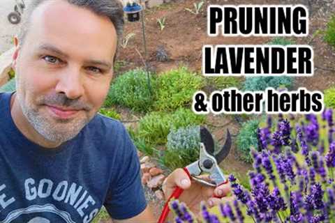 How and When to Prune Lavender Plants