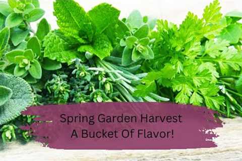 Spring Garden Harvest  A Bucket Of Flavor!