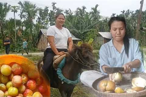 Horse riding in Ground  Eating local organic plum daily life activities village life||