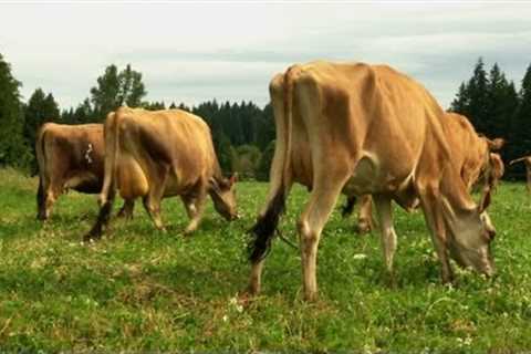 A Love of Jersey Cows and the Determination to Stay In Business