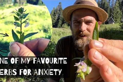 One of my favourite Herbs for Anxiety