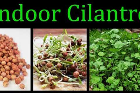 How To Grow Cilantro (Coriander) Indoors  - The Definitive Guide