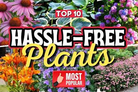 🌻 Hassle-Free Plants 🏡 10 Low Maintenance Plants for Front of House - Beautify Your Home with..