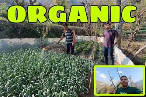 Hmare Organic (farming) kheti || Mountains View 😍|| #organicfarming #organic #solan