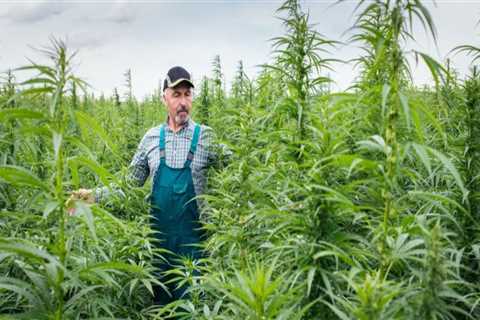 Is Hemp Farming Profitable? An Expert's Guide