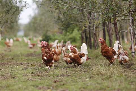 Organic Meat and Poultry and Biodiversity Conservation