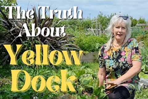 The Truth about Yellow Dock