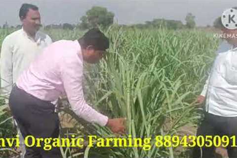 Janvi organic farming Plot in Kushtagi