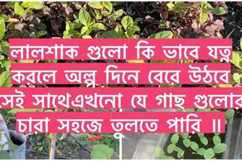 How to take care of amaranth plants/lal shag and grow some new seeds