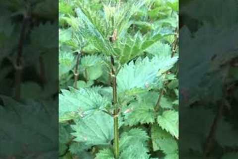 Herbology Series Nettle