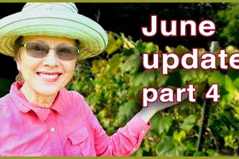 WHAT''S EATING MY GRAPES?!! Vineyard | June Garden Update Part 4