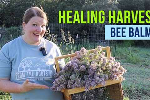 Bee Balm is a Medicinal Must-Have!