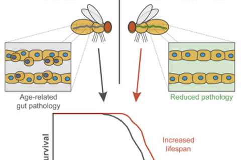 Intermittent Fasting and the Effects on the Microbiome