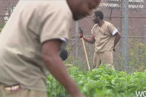 Cook County Jail farming initiative planting seeds of change for inmates