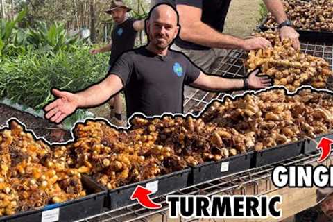 A Revolutionary New Method of Growing Ginger and Turmeric