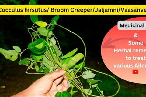 Cocculus hirsutus -Plant medicinal benefits / Broom creeper/ Jaljamni/ Patal Garudi |Healing Flora